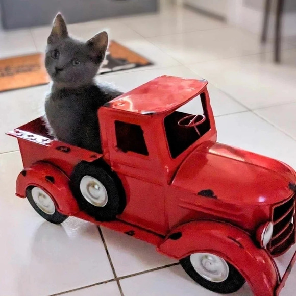 Neighbors are listening to great music like it or not black cat tin metal sign - Picture 5 of 6